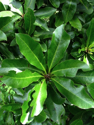 Ceodes wagneriana