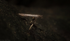 Caloptilia eurycnema