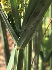 Cyperus sexangularis