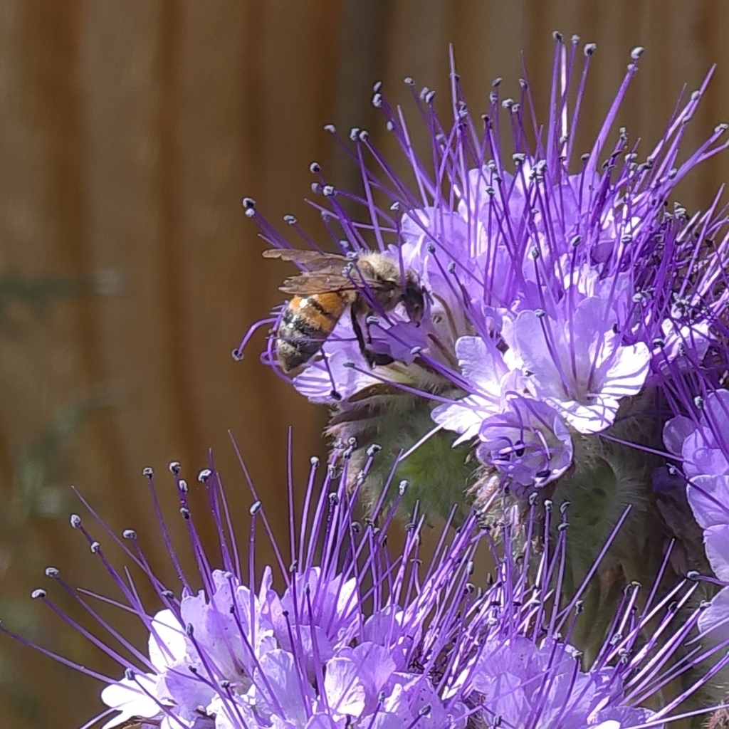 Western Honey Bee in March 2025 by alabamara · iNaturalist