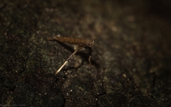 Caloptilia eurycnema