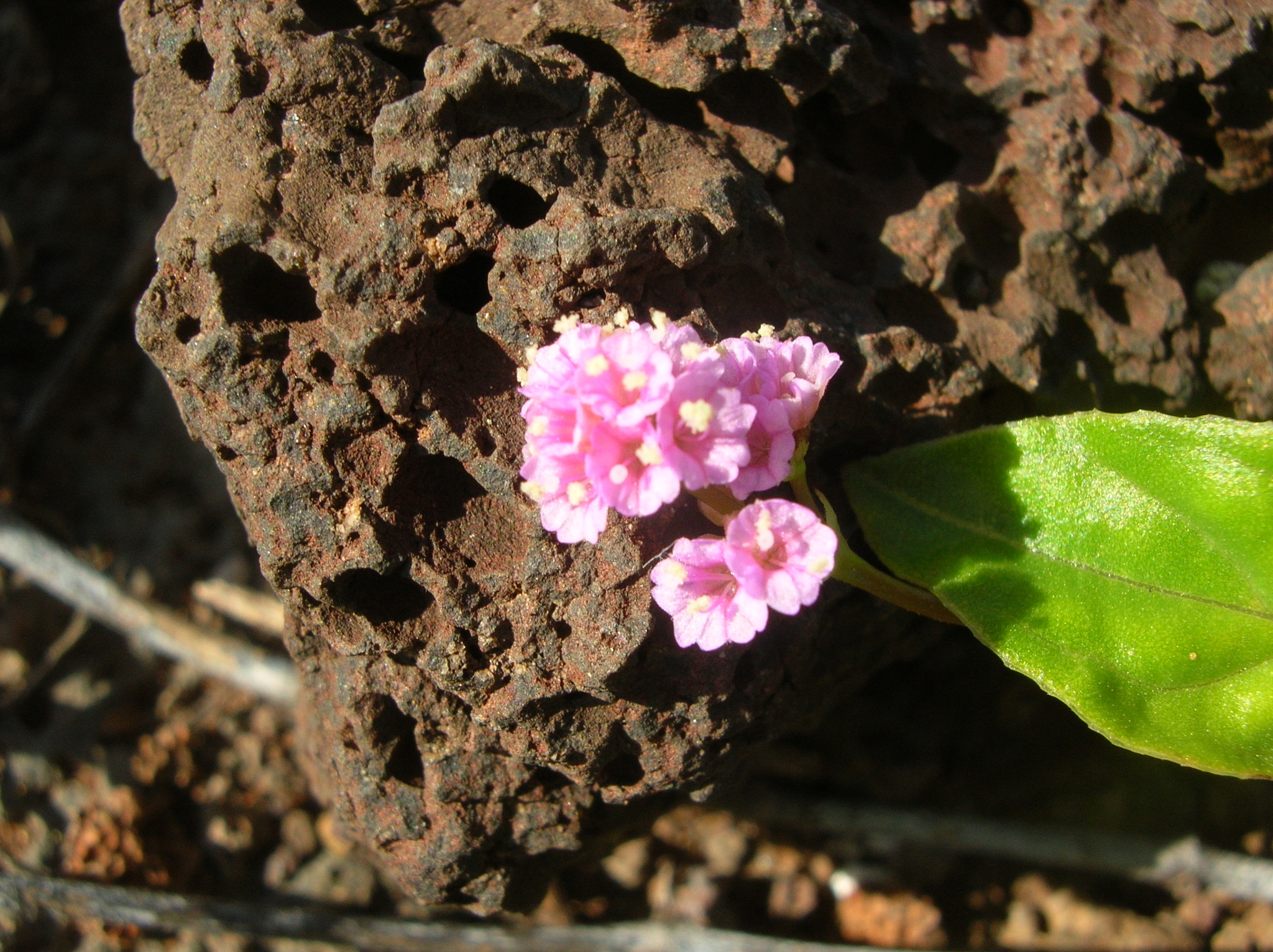 Boerhavia acutifolia
