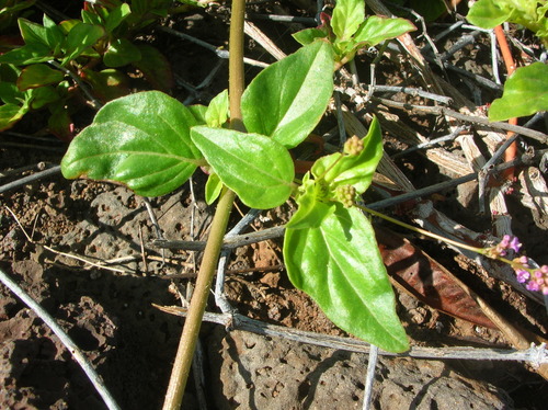 Boerhavia acutifolia