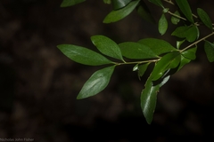 Pittosporum lancifolium
