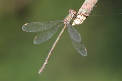 Chalcolestes