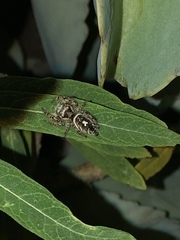 Phidippus arizonensis