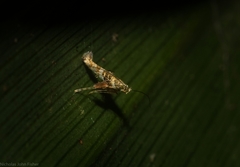 Cyphosticha panconita