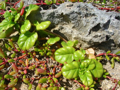Boerhavia repens