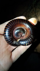 Orthoporoides
