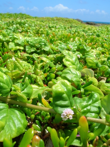 Boerhavia repens
