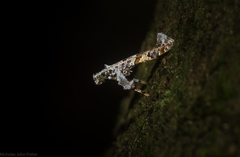 Caloptilia plagata