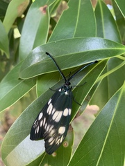 Sphenocorynes kosempoensis