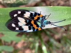 Sphenocorynes kosempoensis