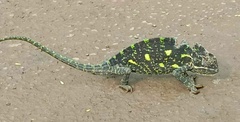 Chamaeleo zeylanicus