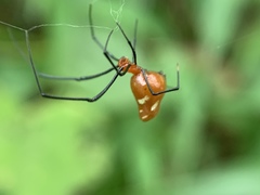 Sphenocorynes kosempoensis