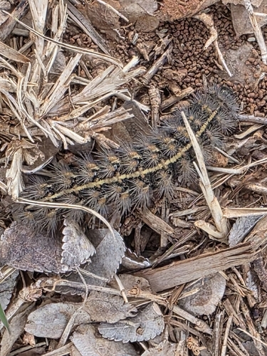 Phyllira Tiger Moth photo 4