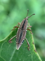 Sphenocorynes kosempoensis