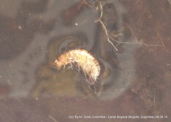 Talitroides topitotum