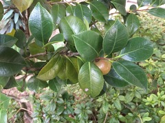 Camellia japonica