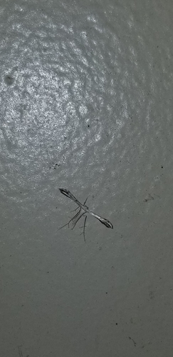 Belfrage's Plume Moth photo 4