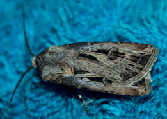 Agrotis spinifera