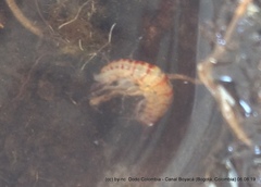 Talitroides topitotum