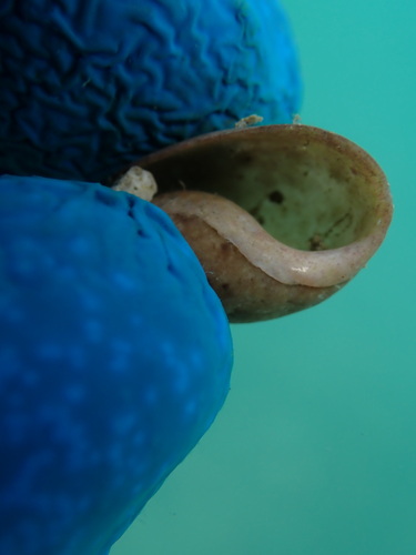 Bulla punctulata observed 2025-03-26