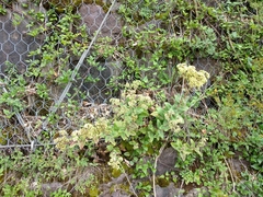 Hylotelephium maximum