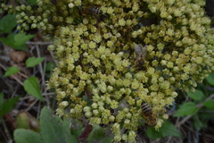 Hylotelephium maximum