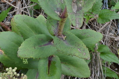 Hylotelephium maximum