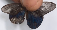 Chloreuptychia agatha