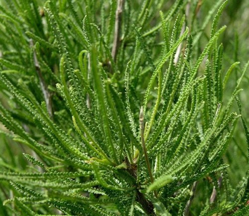 Spiraeanthus schrenkianus