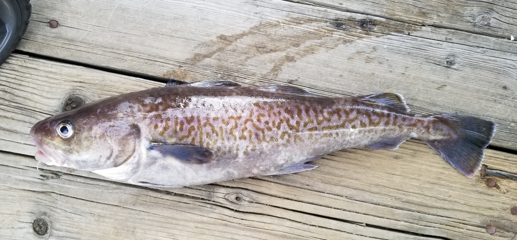 Alaska cod (Gadus macrocephalus) — Gadidae