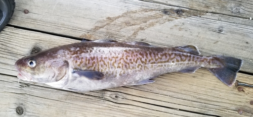 Alaska cod (Gadus macrocephalus) — Gadidae