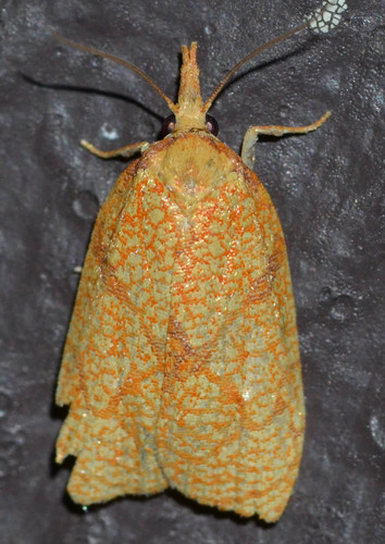 Reticulated Fruitworm Moth