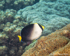 Chaetodontoplus mesoleucus