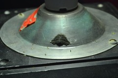 Metanema determinata