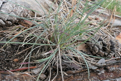 Puccinellia maritima