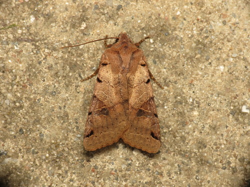 Brown-spot Pinion