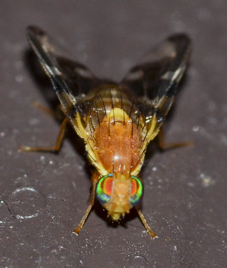 Carpomyini