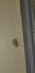 Flatoidinus punctatus