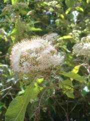 Callicarpa acuminata