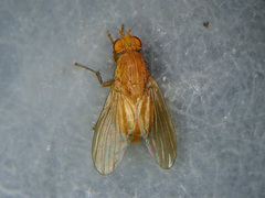 Sapromyzosoma quadricincta