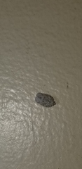 Flatoidinus punctatus
