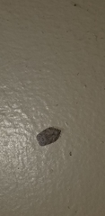 Flatoidinus punctatus