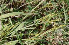 Urochloa fusca
