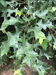 Quercus palustris