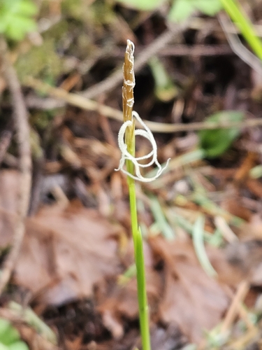 Image of Carex geyeri by no rights reserved