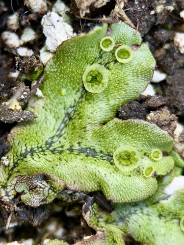 Marchantia polymorpha observed 2025-03-26
