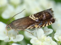 Grapholita interstinctana